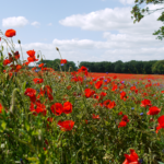 Mecklenburg Vorpommern 5